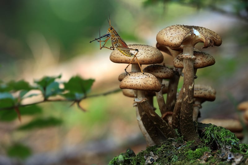 Fairy Tale Musicians